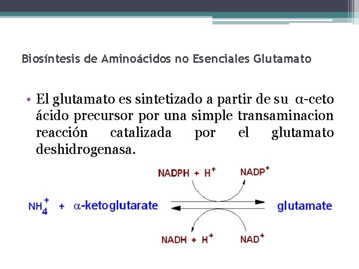 Biosíntesis de Aminoácidos no Esenciales Glutamato • El glutamato es sintetizado a partir de