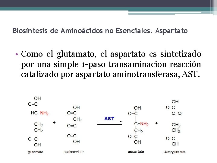 Biosíntesis de Aminoácidos no Esenciales. Aspartato • Como el glutamato, el aspartato es sintetizado