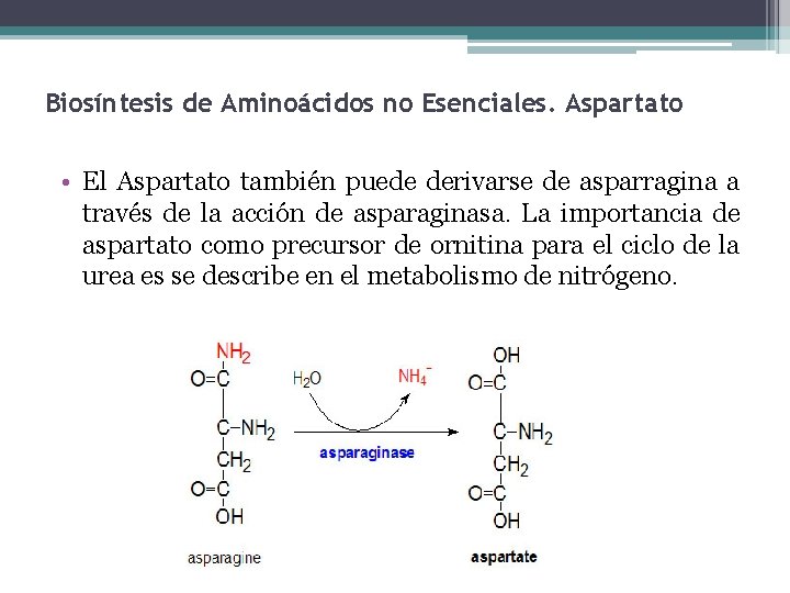 Biosíntesis de Aminoácidos no Esenciales. Aspartato • El Aspartato también puede derivarse de asparragina