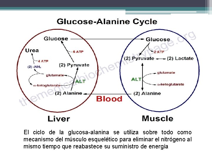 El ciclo de la glucosa-alanina se utiliza sobre todo como mecanismo del músculo esquelético