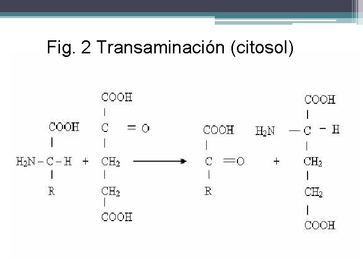 Fig. 2 Transaminación (citosol) 