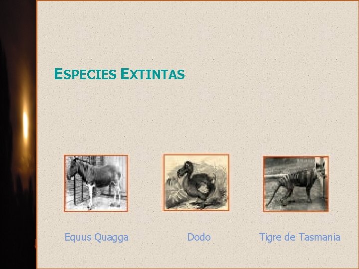 ESPECIES EXTINTAS Equus Quagga Dodo Tigre de Tasmania 