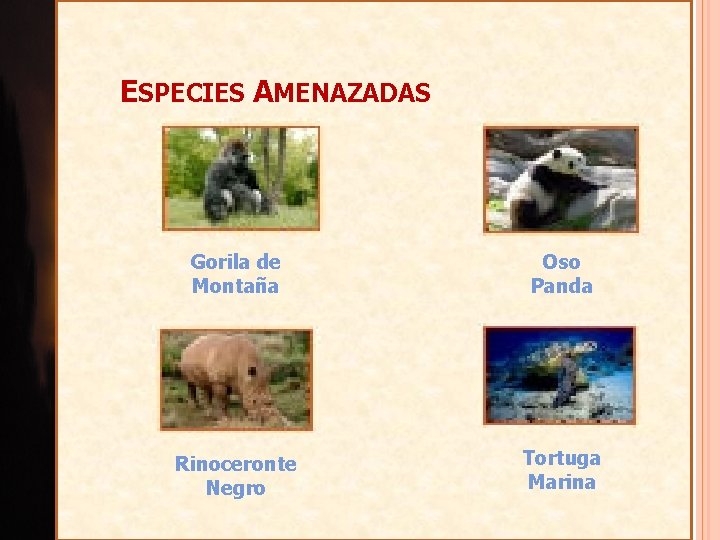 ESPECIES AMENAZADAS Gorila de Montaña Oso Panda Rinoceronte Negro Tortuga Marina 