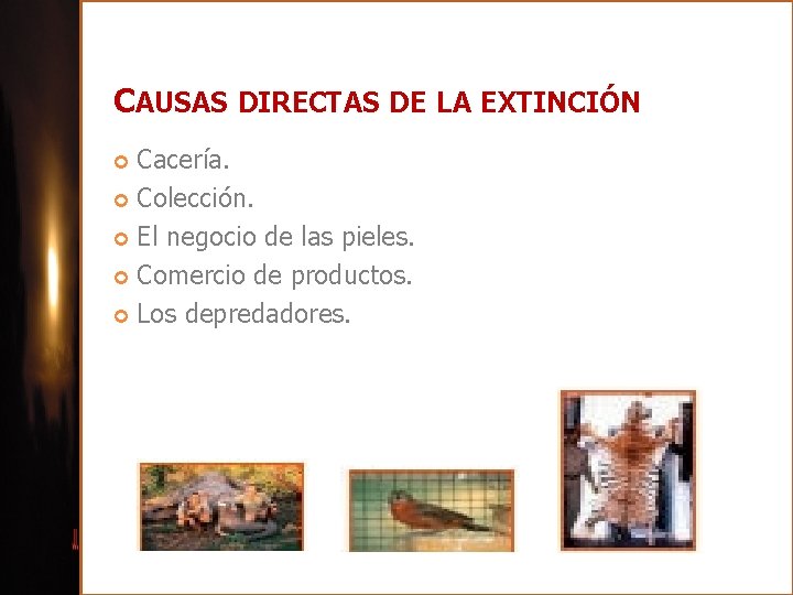CAUSAS DIRECTAS DE LA EXTINCIÓN Cacería. Colección. El negocio de las pieles. Comercio de