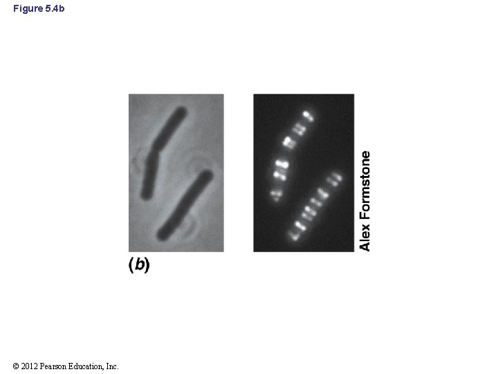 Figure 5. 4 b © 2012 Pearson Education, Inc. 