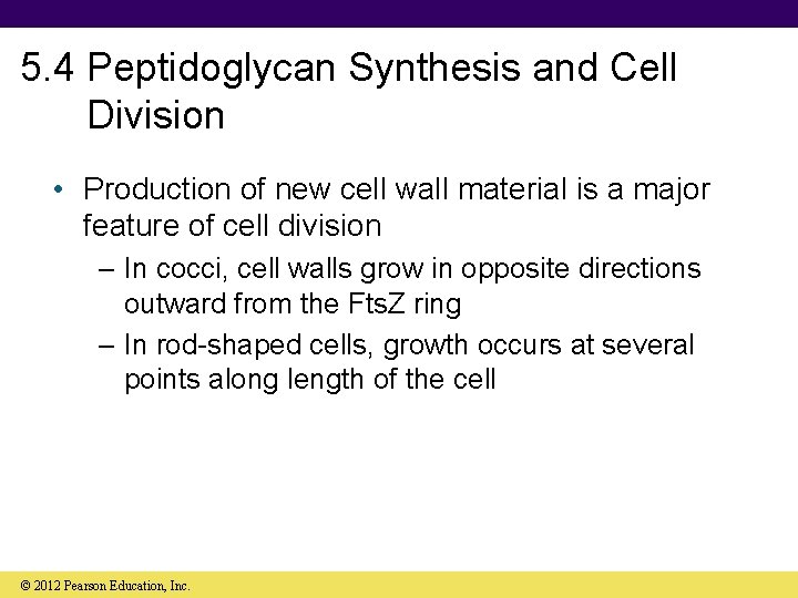 5. 4 Peptidoglycan Synthesis and Cell Division • Production of new cell wall material