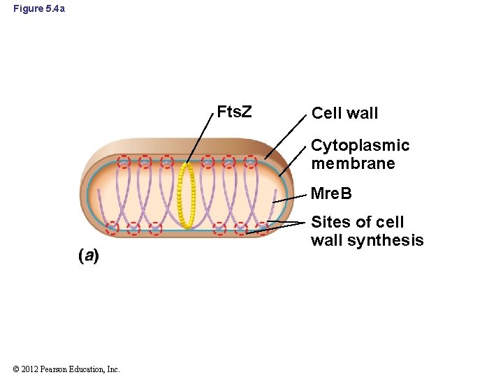 Figure 5. 4 a Fts. Z Cell wall Cytoplasmic membrane Mre. B Sites of