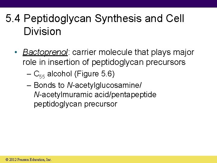 5. 4 Peptidoglycan Synthesis and Cell Division • Bactoprenol: carrier molecule that plays major