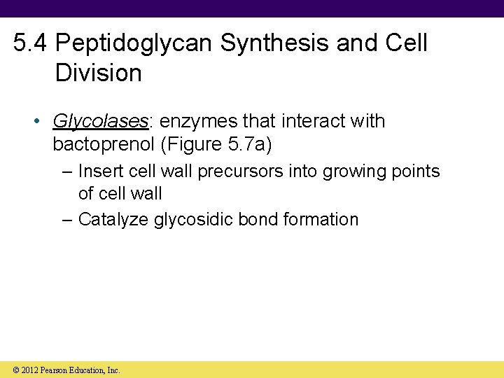 5. 4 Peptidoglycan Synthesis and Cell Division • Glycolases: enzymes that interact with bactoprenol