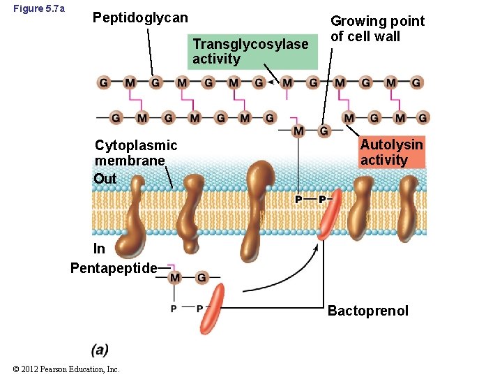 Figure 5. 7 a Peptidoglycan Transglycosylase activity Cytoplasmic membrane Out Growing point of cell