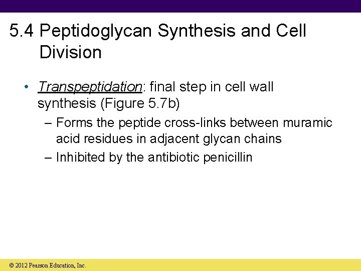 5. 4 Peptidoglycan Synthesis and Cell Division • Transpeptidation: final step in cell wall