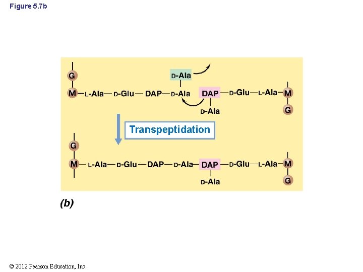 Figure 5. 7 b Transpeptidation © 2012 Pearson Education, Inc. 