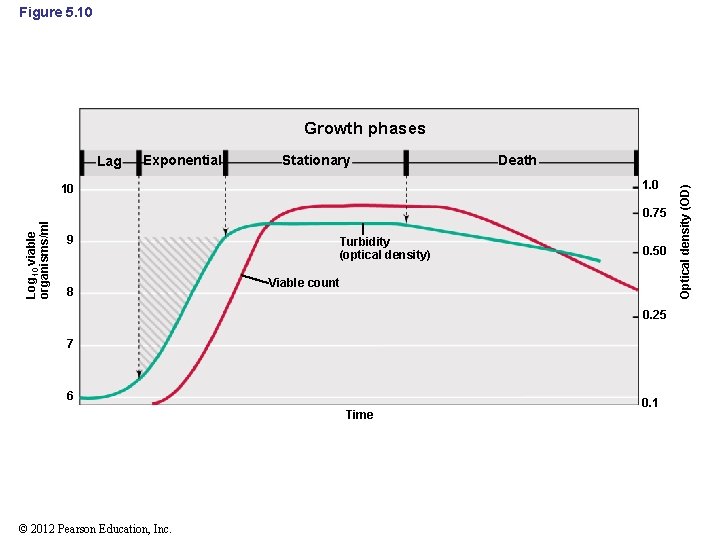 Figure 5. 10 Growth phases Exponential Stationary Death 1. 0 10 Log 10 viable