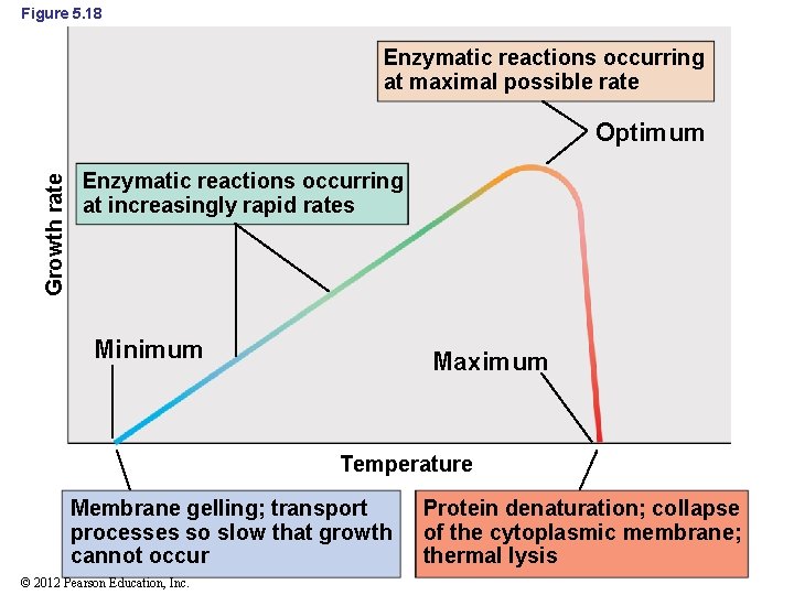 Figure 5. 18 Enzymatic reactions occurring at maximal possible rate Growth rate Optimum Enzymatic