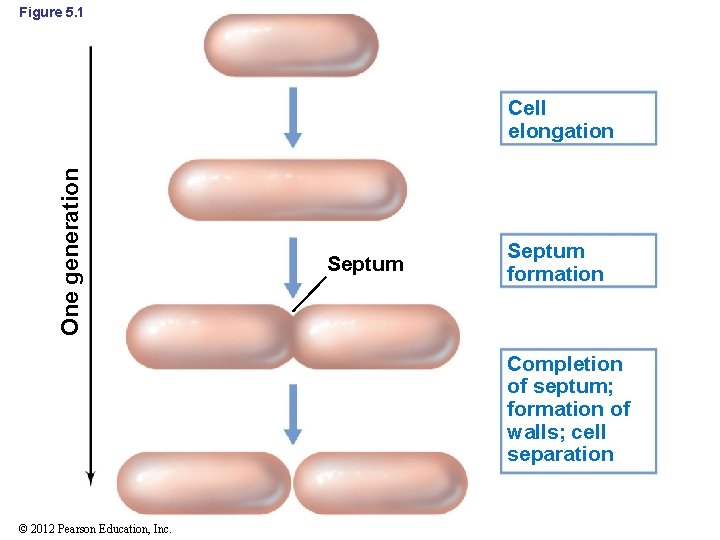 Figure 5. 1 One generation Cell elongation Septum formation Completion of septum; formation of