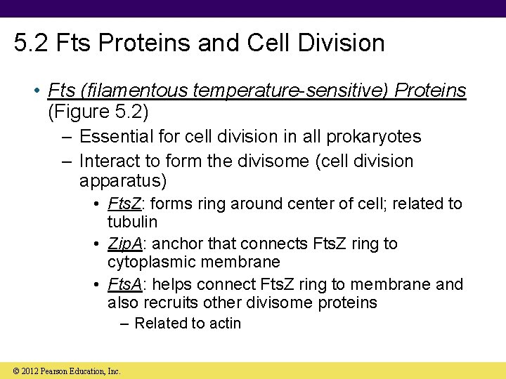 5. 2 Fts Proteins and Cell Division • Fts (filamentous temperature-sensitive) Proteins (Figure 5.
