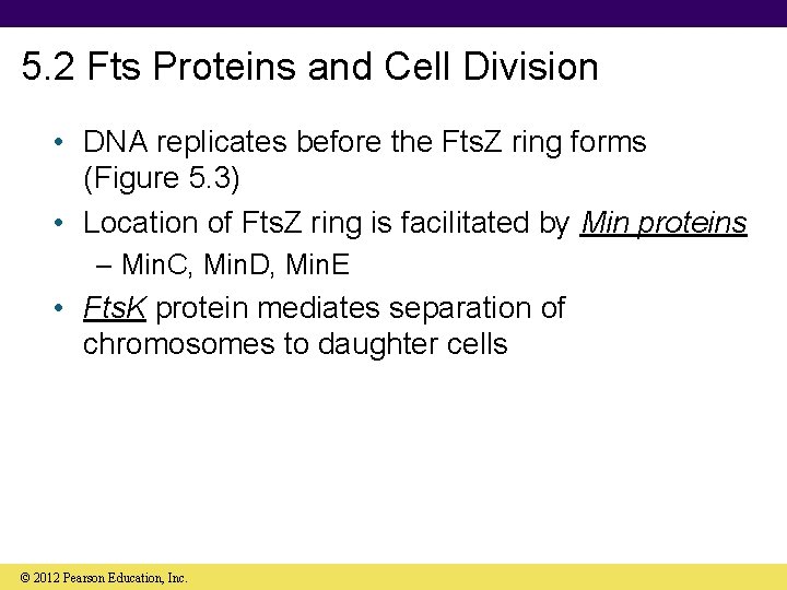 5. 2 Fts Proteins and Cell Division • DNA replicates before the Fts. Z