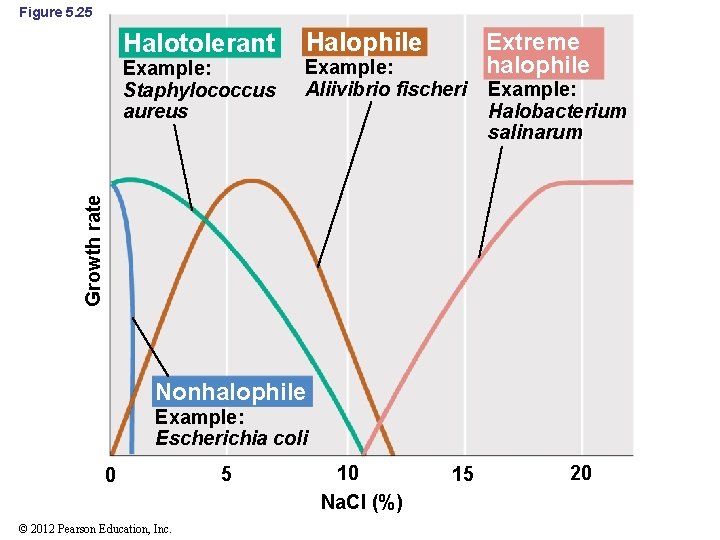 Figure 5. 25 Halotolerant Example: Aliivibrio fischeri Extreme halophile Example: Halobacterium salinarum Growth rate