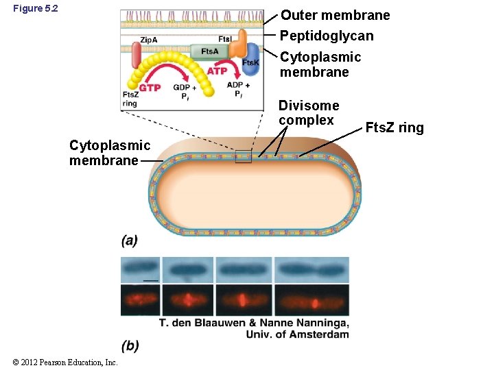 Figure 5. 2 Outer membrane Peptidoglycan Cytoplasmic membrane Divisome complex Cytoplasmic membrane © 2012