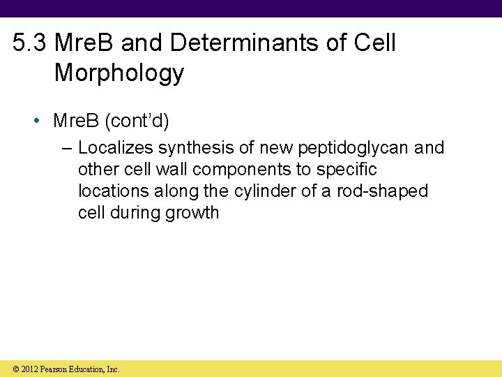 5. 3 Mre. B and Determinants of Cell Morphology • Mre. B (cont’d) –