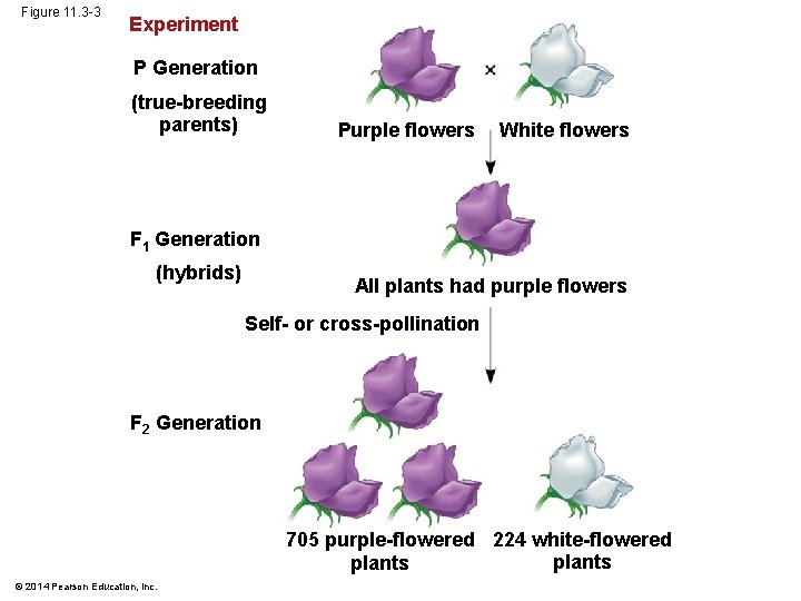 Figure 11. 3 -3 Experiment P Generation (true-breeding parents) Purple flowers White flowers F