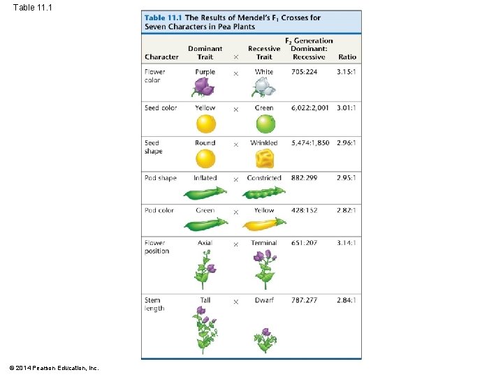 Table 11. 1 © 2014 Pearson Education, Inc. 