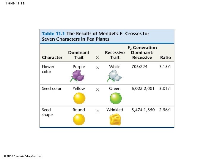 Table 11. 1 a © 2014 Pearson Education, Inc. 