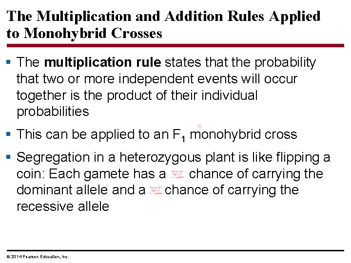 The Multiplication and Addition Rules Applied to Monohybrid Crosses § The multiplication rule states