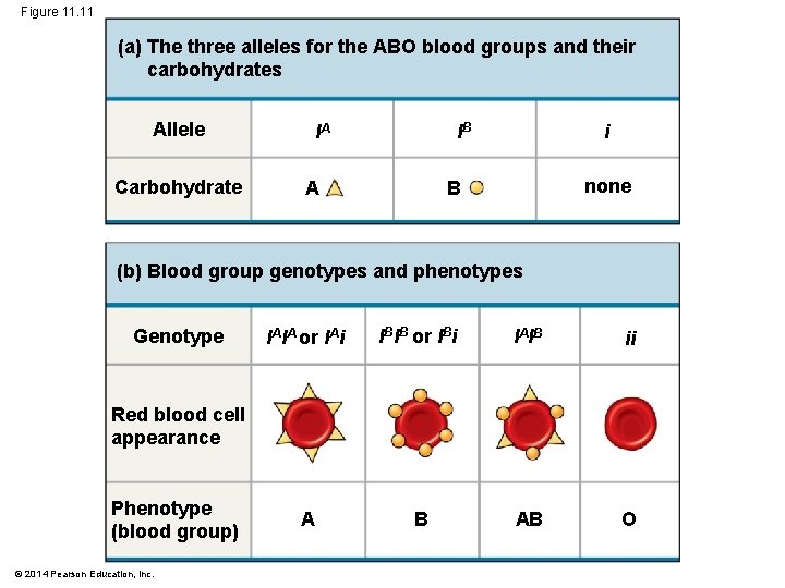 Figure 11. 11 (a) The three alleles for the ABO blood groups and their