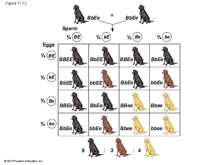 Figure 11. 12 Bb. Ee Sperm ¼ BE ¼ b. E ¼ Be ¼