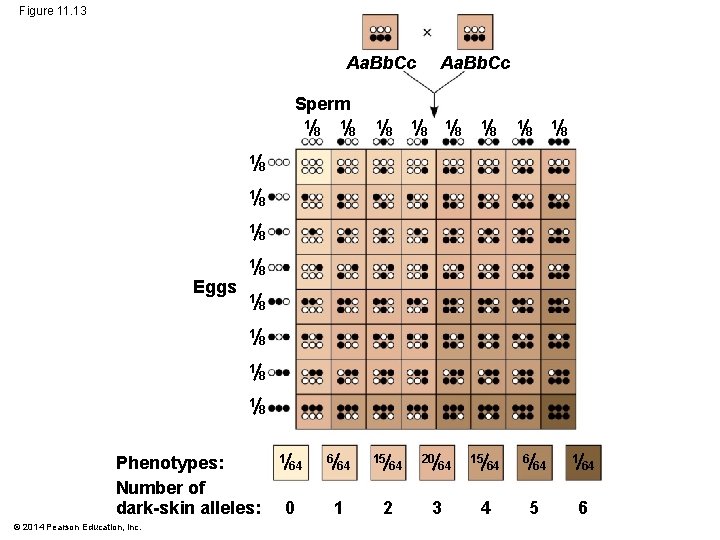 Figure 11. 13 Aa. Bb. Cc Sperm 1 1 1 Eggs 1 1 8