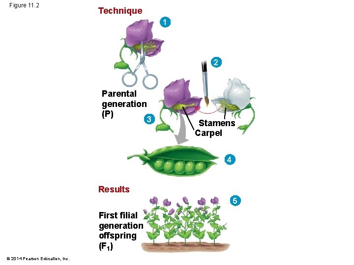 Figure 11. 2 Technique 1 2 Parental generation (P) 3 Stamens Carpel 4 Results