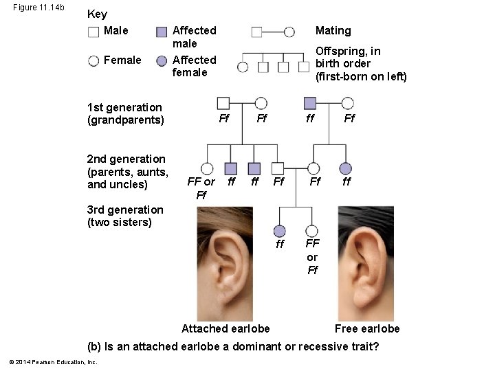 Figure 11. 14 b Key Male Female Affected male Offspring, in birth order (first-born