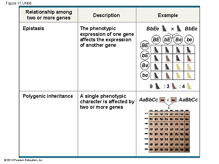 Figure 11. UN 06 Relationship among two or more genes Epistasis Description The phenotypic