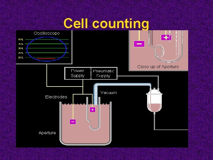 Cell counting 5 