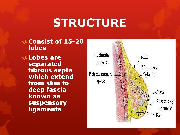 STRUCTURE Consist of 15 -20 lobes Lobes are separated fibrous septa which extend from
