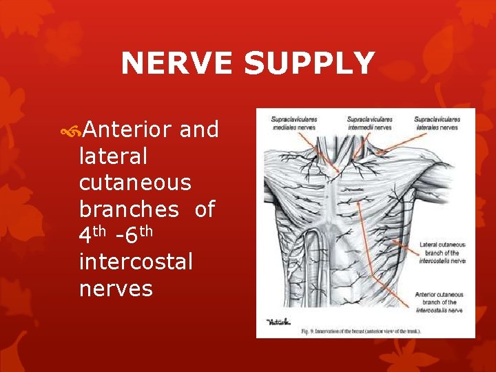 NERVE SUPPLY Anterior and lateral cutaneous branches of 4 th -6 th intercostal nerves