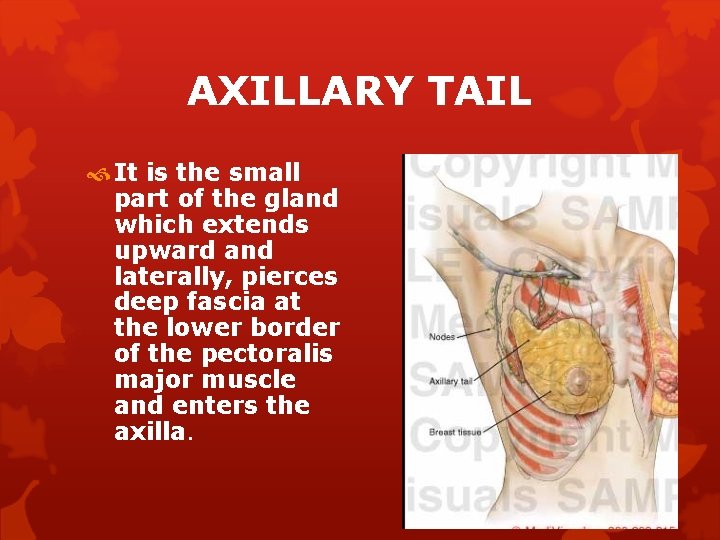 AXILLARY TAIL It is the small part of the gland which extends upward and