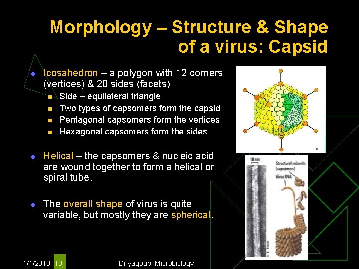 Morphology – Structure & Shape of a virus: Capsid u Icosahedron – a polygon