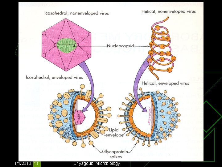 1/1/2013 11 Dr yagoub, Microbiology 