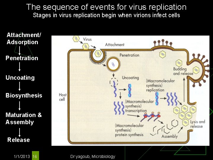 The sequence of events for virus replication Stages in virus replication begin when virions