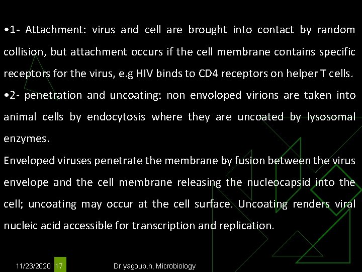  • 1 - Attachment: virus and cell are brought into contact by random