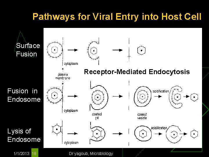 Pathways for Viral Entry into Host Cell Surface Fusion Receptor-Mediated Endocytosis Fusion in Endosome