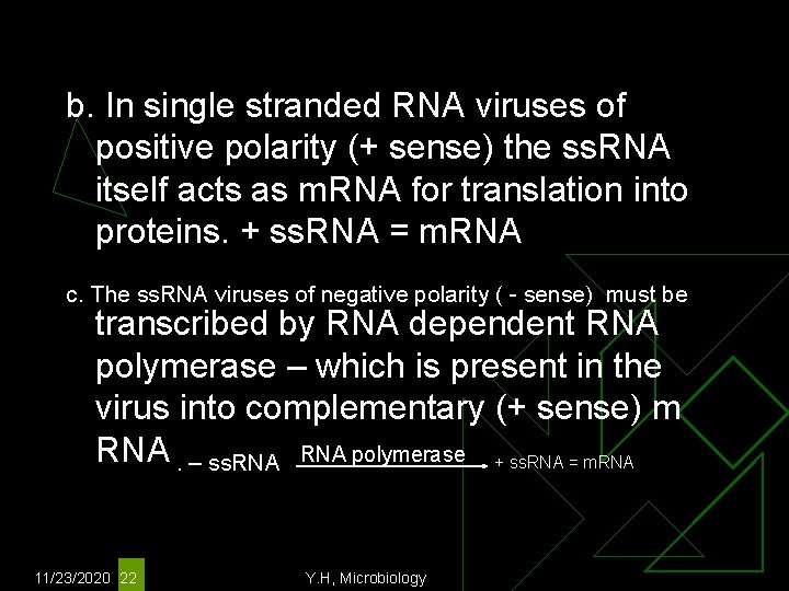 b. In single stranded RNA viruses of positive polarity (+ sense) the ss. RNA