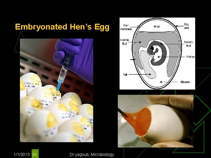 Embryonated Hen’s Egg 1/1/2013 39 Dr yagoub, Microbiology 