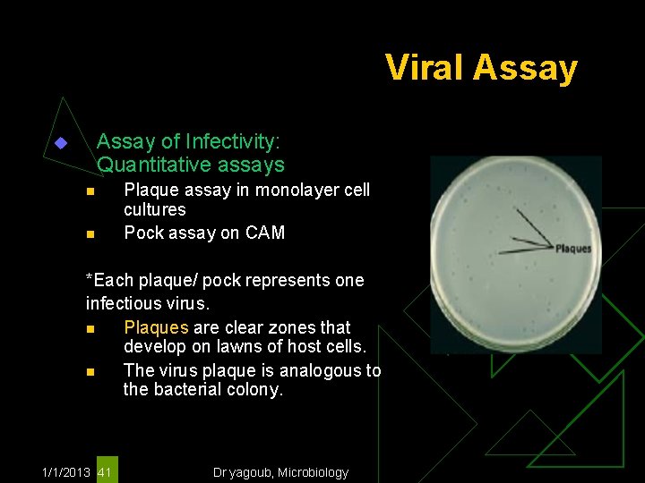 Viral Assay of Infectivity: Quantitative assays u n n Plaque assay in monolayer cell