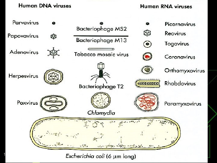 1/201311/23/2 020 5 Dr Ekta, Microbiology 