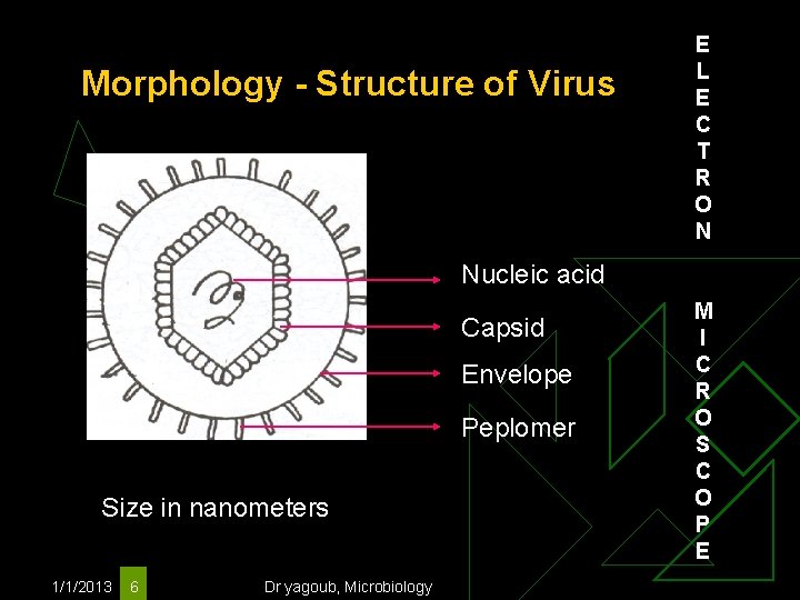 Morphology - Structure of Virus E L E C T R O N Nucleic