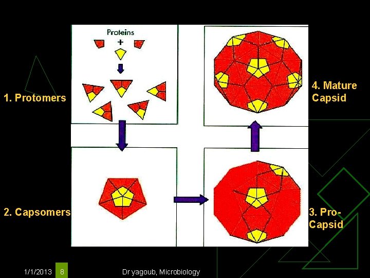 4. Mature Capsid 1. Protomers 2. Capsomers 1/1/2013 8 3. Pro. Capsid Dr yagoub,