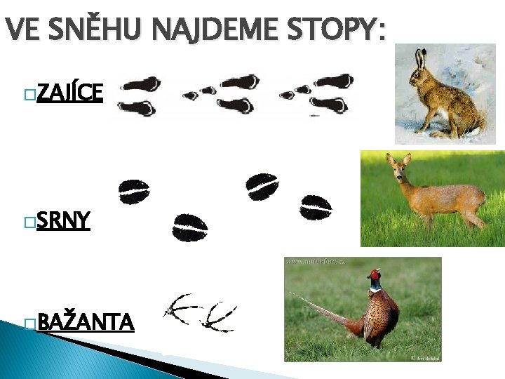 VE SNĚHU NAJDEME STOPY: �ZAJÍCE �SRNY �BAŽANTA 